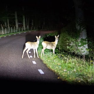 Wildwechsel sind eine Gefahr im Straßenverkehr.