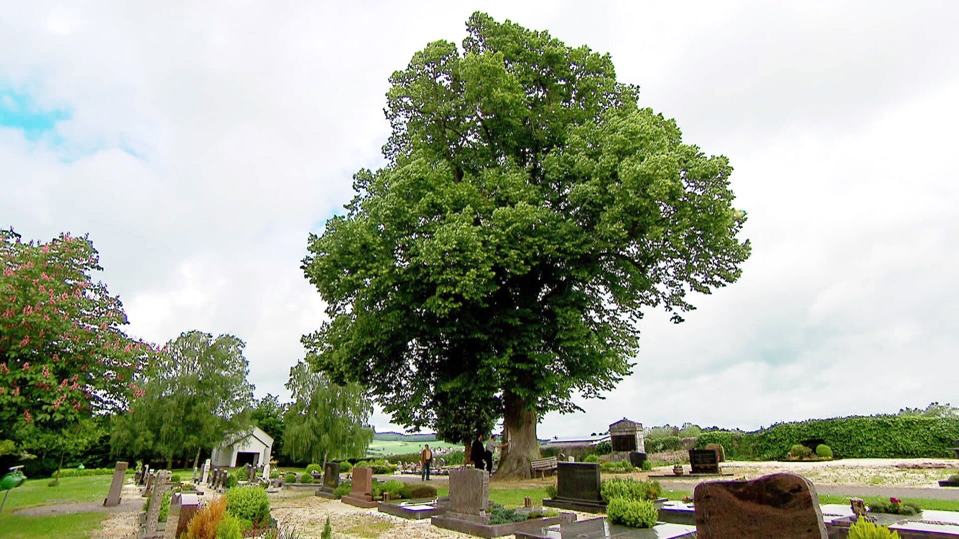 Baum Kaiserslautern Arzt