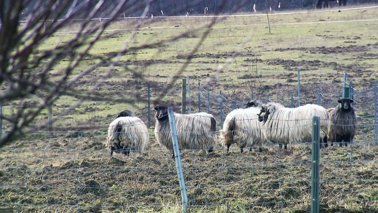 Dansenberg - Die Schafe