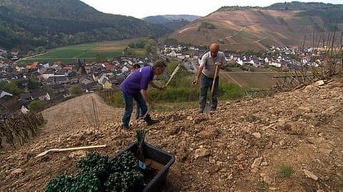 Der Ort ist vom Weinbau geprägt.