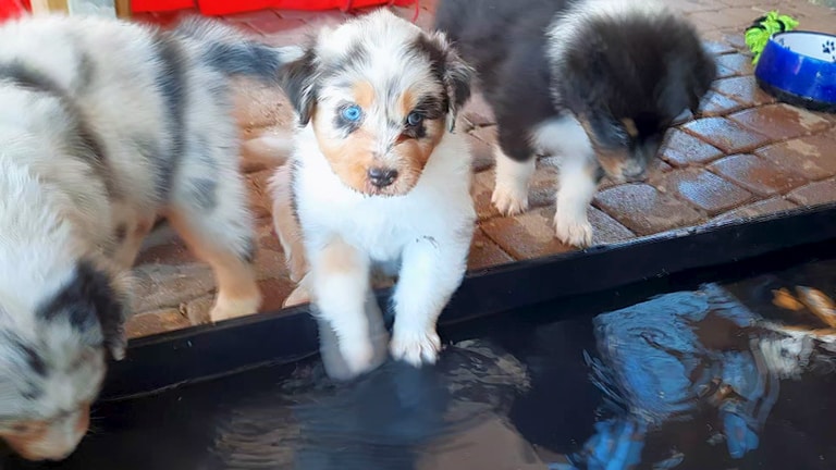 Australian Shepard-Welpen