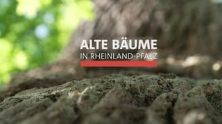 Logo "Alte Bäume in Rheinland-Pfalz"