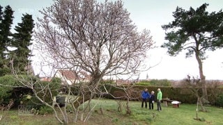 Drei Personen, darunter Wetterreporter Markus Bundt, schauen einen Baum voller Blüten an