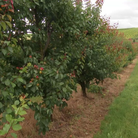 Aprikosenbäume