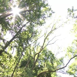 Sonne scheint durch Baumkronen in den Wald