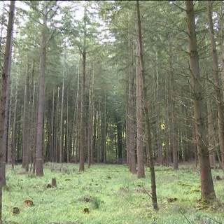 Vertrocknete Nadelwälder