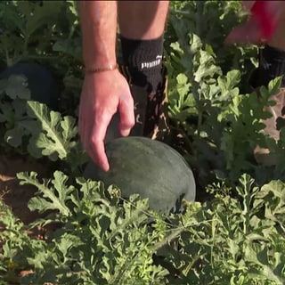 Wassermelone wird geerntet