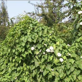 Pflanzen wuchern im Auwald