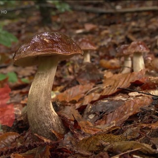 Pilze wachsen aus Laubboden