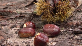 Esskastanien auf dem Waldboden