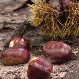 Esskastanien auf dem Waldboden