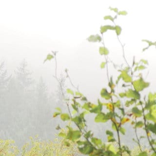 Was Gartenabfälle im Wald anrichten können