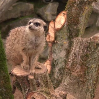 Wintersaison im Zoo