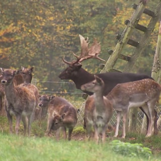 Hirsch und seine Rehe