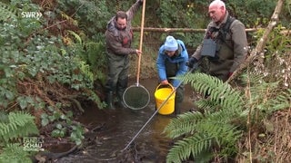 Bachforellen werden aus einem Bach gefischt