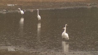 Silberreiher im Regen