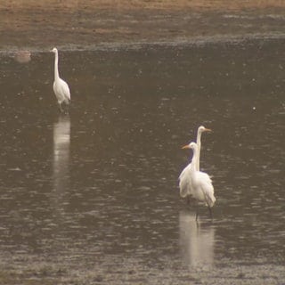 Silberreiher im Regen