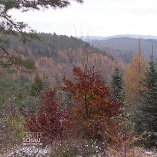 Neue Bäume für den Haardtrand