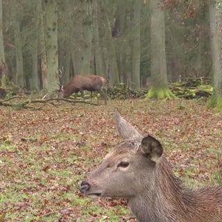 Rehe und Hirsche im Tierpark