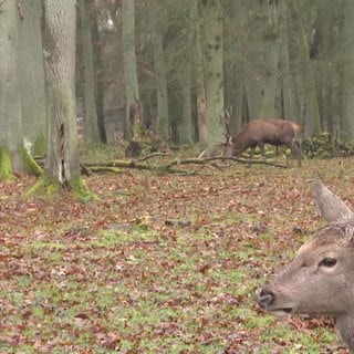 Rehe und Hirsche im Tierpark