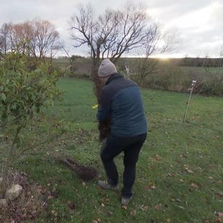 EIn Mann pflanzt einen jungen Baum ein