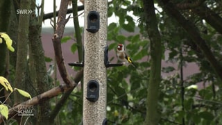 Vogel an Futtersäule