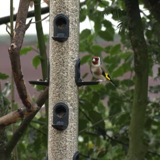 Vogel an Futtersäule