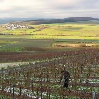 Weinberge an der Mosel