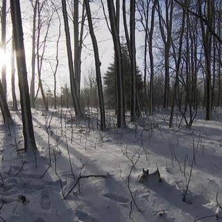 Die Sonne scheint in einen schneebedeckten Wald hinein