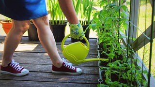 Gemüsegarten in Pflanztöpfen auf Balkon oder Terrasse (Foto: Colourbox)