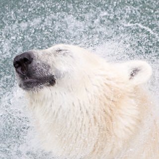 Eisbär im Polarmeer, er droht auszusterben