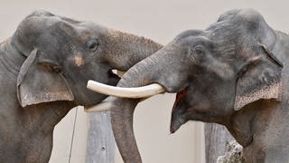 Zwei Elefanten spielen in ihrem Gehege im Tierpark.