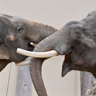 Zwei Elefanten spielen in ihrem Gehege im Tierpark.