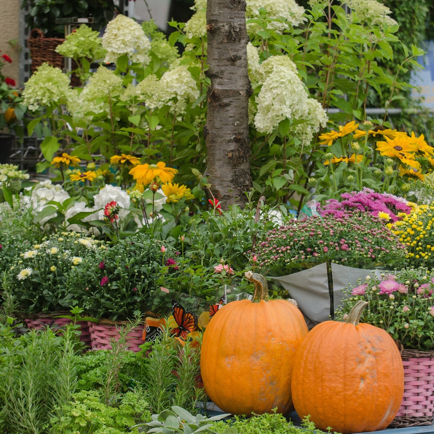 Herbstbalkon mit leuchtenden Farben Pflanztipps Kaffee oder Tee TV