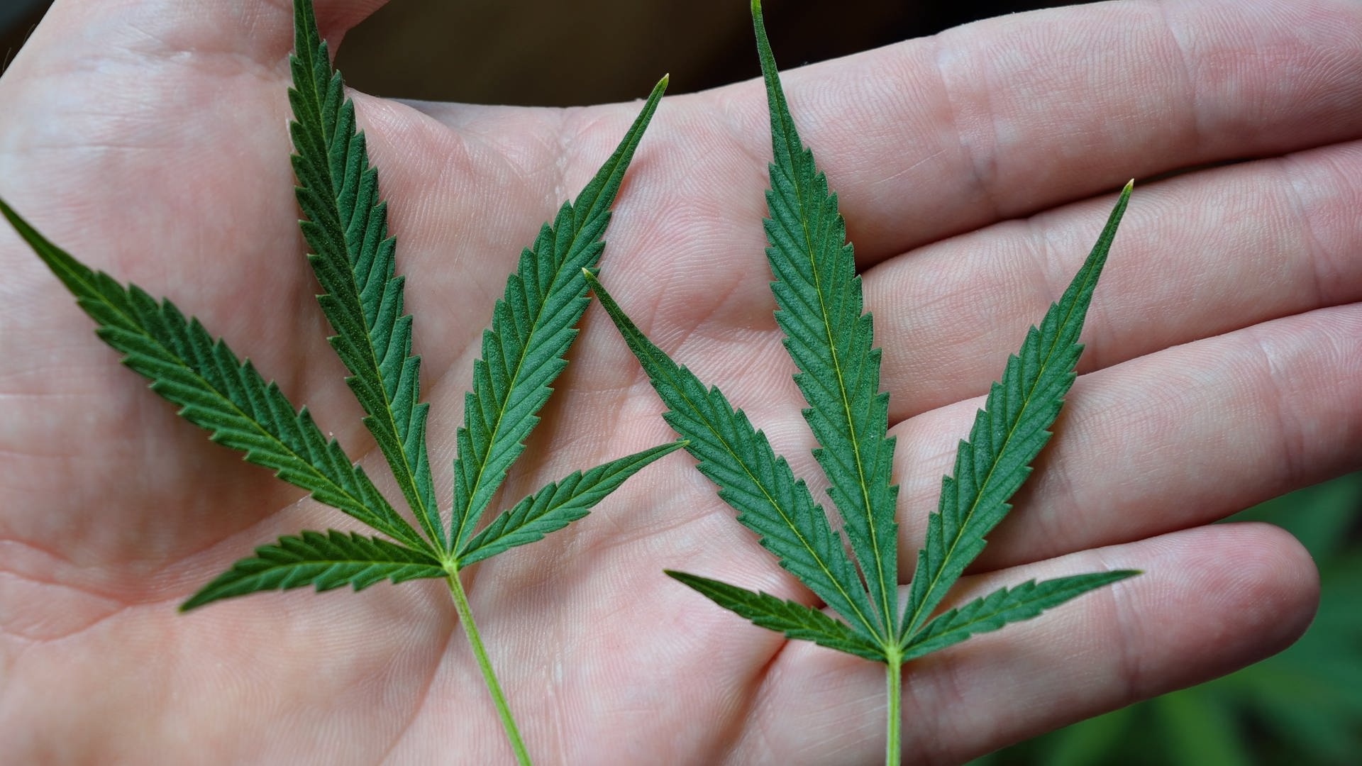 Wer profitiert von der Cannabis-Legalisierung?