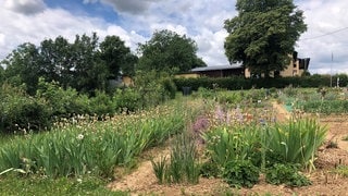 Im Garten von Lore Gräff aus Waldlaubersheim liegen ordentliches Gemüsebeet und wild wachsende Blumenbeete gleich nebeneinander.