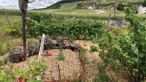 Im Garten von Lore Gräff aus Waldlaubersheim liegen ordentliches Gemüsebeet und wild wachsende Blumenbeete gleich nebeneinander.