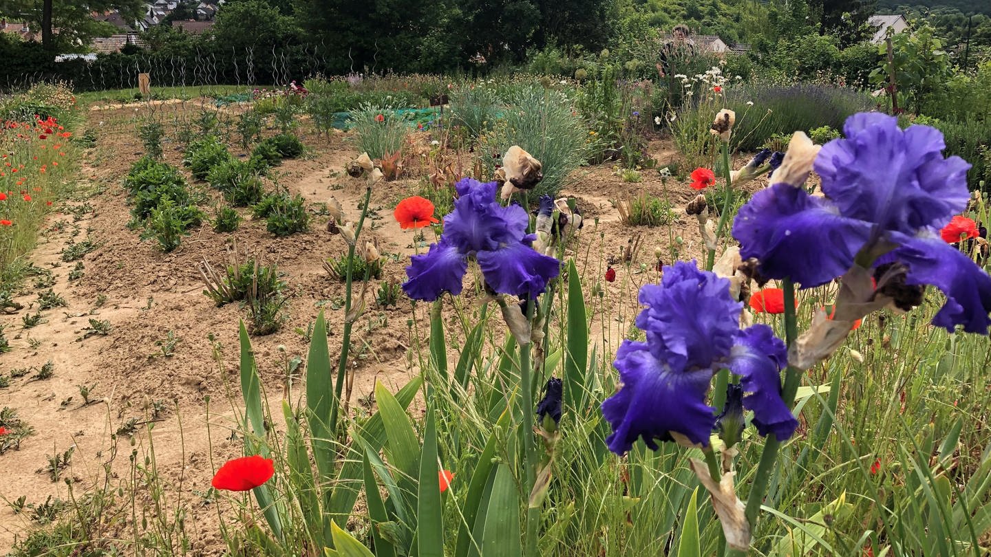 Im Garten von Lore Gräff aus Waldlaubersheim liegen ordentliches Gemüsebeet und wild wachsende Blumenbeete gleich nebeneinander.