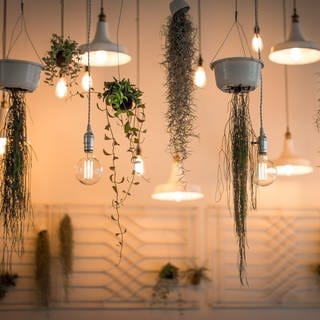 Verschiedene Lampen und Pflanzen hängen von der Decke. Ein Lichtdesigner zeigt uns, wie wir Geld sparen könen, indem wir Lampen richtig platzieren.