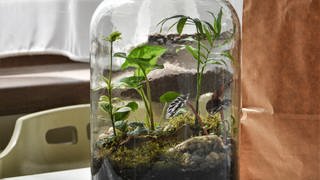 Pflanzen und Moos wachsen in einem großen Schraubglas. Wie kann man einen Flaschengarten selber machen?