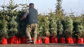 Ein Mann sortiert am 15.11.2007 in Overath (Nordrhein-Westfalen) in Töpfe gepflanzte Tannen. Während ein Großteil der Kunden nach wie vor geschlagene Bäume bevorzugt, hat sich eine Firma aus Luxemburg auf die Vermietung von Bäumen mit Wurzeln im Topf spezialisiert.