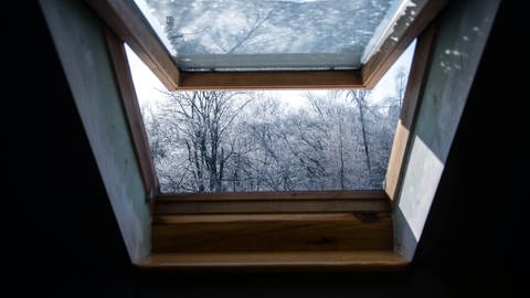 Durch ein gekipptes Dachfenster sieht man einen kleinen Wald