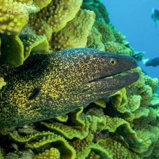 Eine Gelbgefleckte Muräne schwimmt zwischen Steinkorallen im Roten Meer.