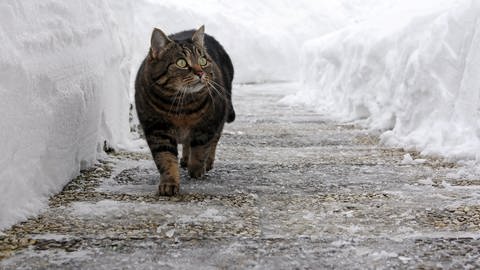 Katze spaziert auf geräumtem Gehweg zwischen Schneehügeln: Bei Schnee und Glatteis sind Mieter und Eigentümer verpflichtet, Gehwege vor dem Haus frei zu halten. Umweltfreundlich nachhaltig räumen, auch ohne Streusalz.