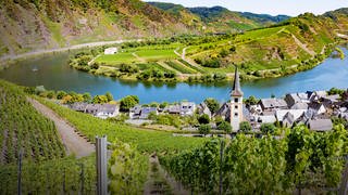 Das Bild zeigt eine Aussicht über die Moselschleife, die angrenzenden Weinberge und ein Dorf mit Kirchturm direkt an der Mosel.