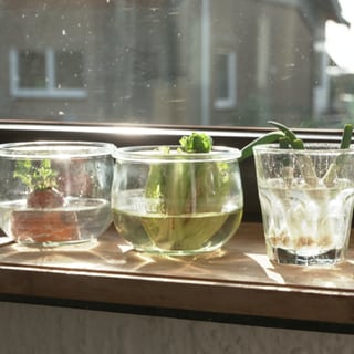 Auf einer Fensterbank stehenvier halb mit Wasser gefüllte Gläser. In ihnen stehen Karotten- , Salat- und Frühlingszwiebelreste, die langsam Wurzeln schlagen.