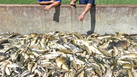 Dramatisches Fischsterben 2015 in der Jagst, ausgelöst durch Ammoniumnitrat.