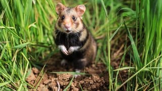 Der Feldhamste soll mit gezielter Förderung vor dem Aussterben gerettet werden. Das Beuteltier -lateinisch Cricetus cricetus - wird auch gezüchtet.