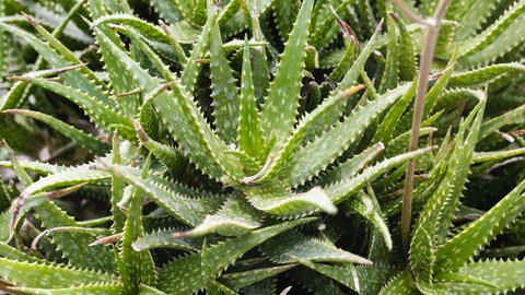Die Heilpflanze Aloe Vera ist eine Wüstenpflanze, die lange Trockenzeiten überdauern kann