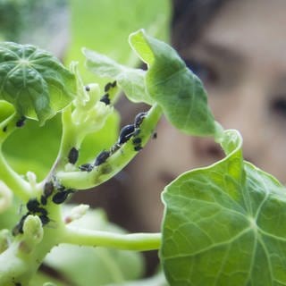 Blattläuse. Schluss mit Ungeziefer im Garten! Wir verraten Ihnen, wie sie umweltfreundlich gegen Blattläuse, Ameisen und andere Schädlinge vorgehen. Einfache Hausmittel mit großer Wirkung.